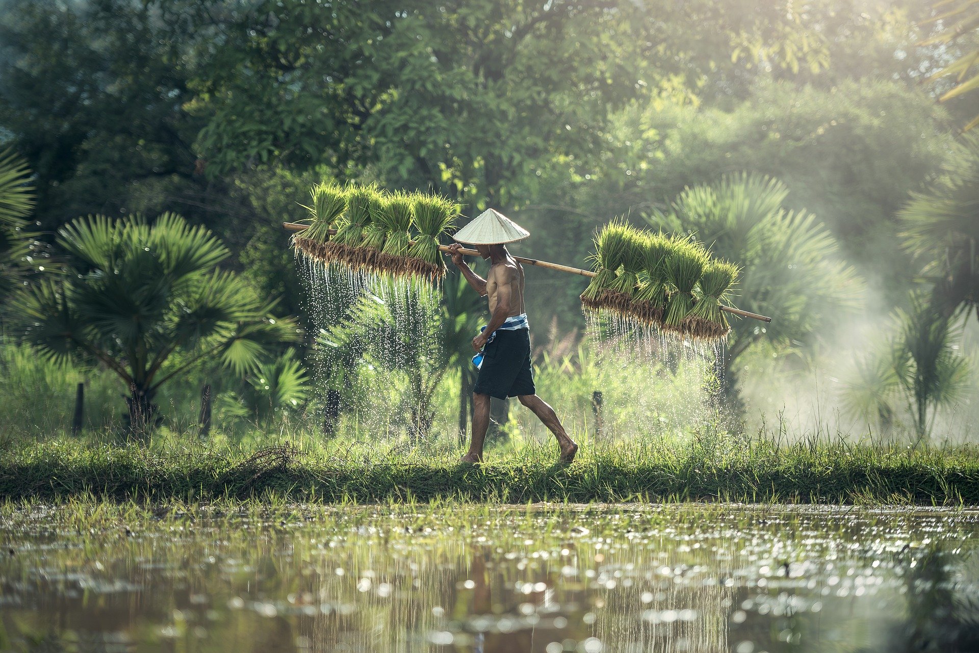 Reisbauer beim Ernten von Reis in Thailand